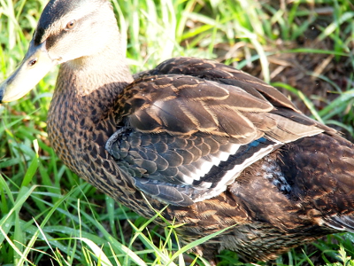 [Close view of the left side of a duckling. It has a strip of black in between two strips of white on its wing. A small section of blue is visible at the top end of the black strip.]